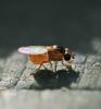 Thaumatomyia notata